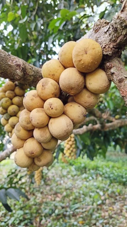 Lansones (Longkong) 1kg