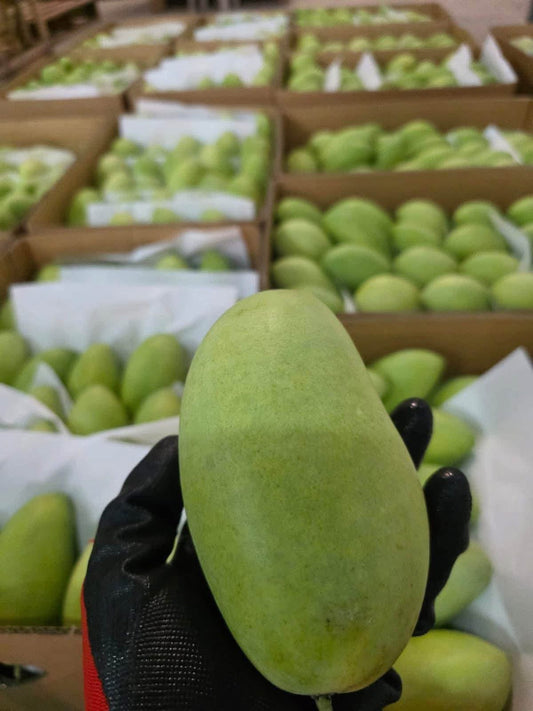 Carabao Mango 1kg